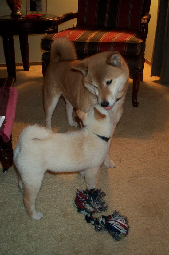 体育赛事观众满意度调查，体育赛事观众满意度调查方案